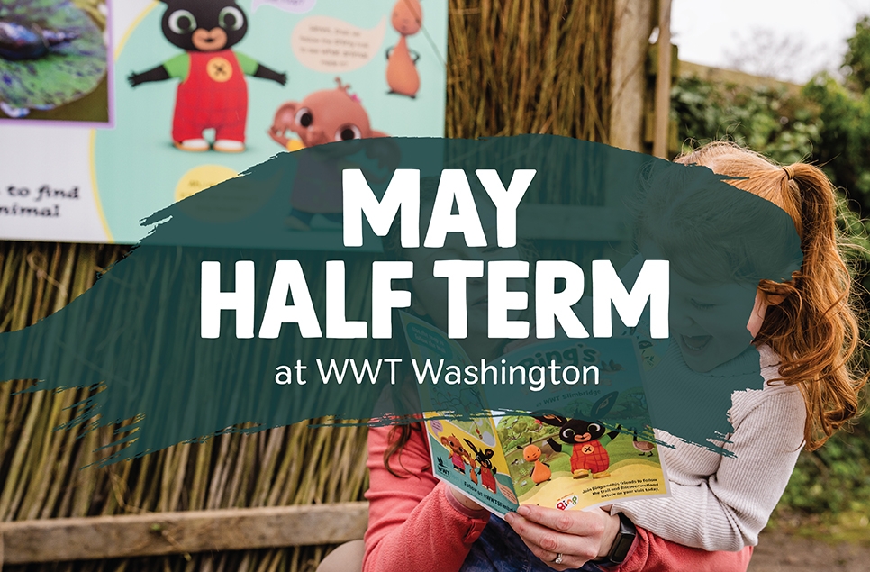 Get ready for May half term fun
