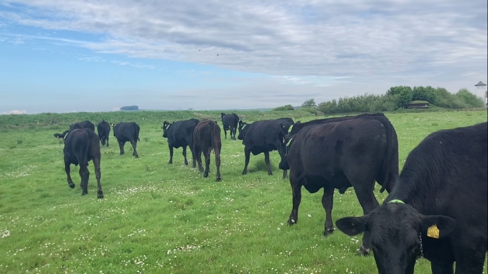 Who needs fences? Wilder, Wetter Caerlaverock Diaries no.3