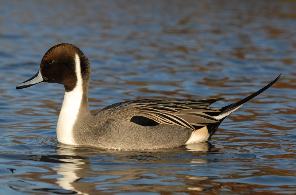 Recent Wildlife Sightings 25th - 31st May