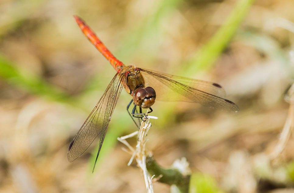 Spotting dragons and damsels