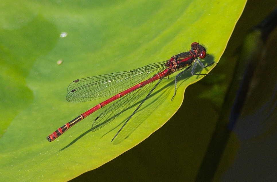 Damselfly - Ian Henderson 966x635.jpg