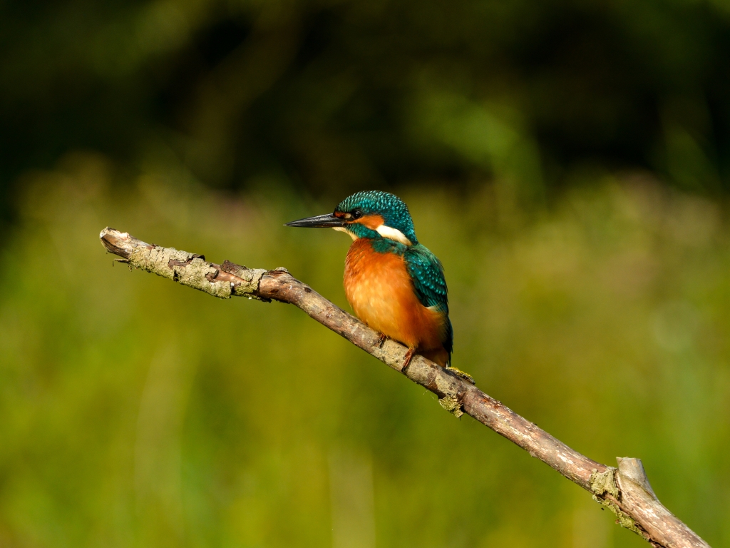 Wood Sandpiper and Otters, plus the Kingfisher fledglings leave their burrow!