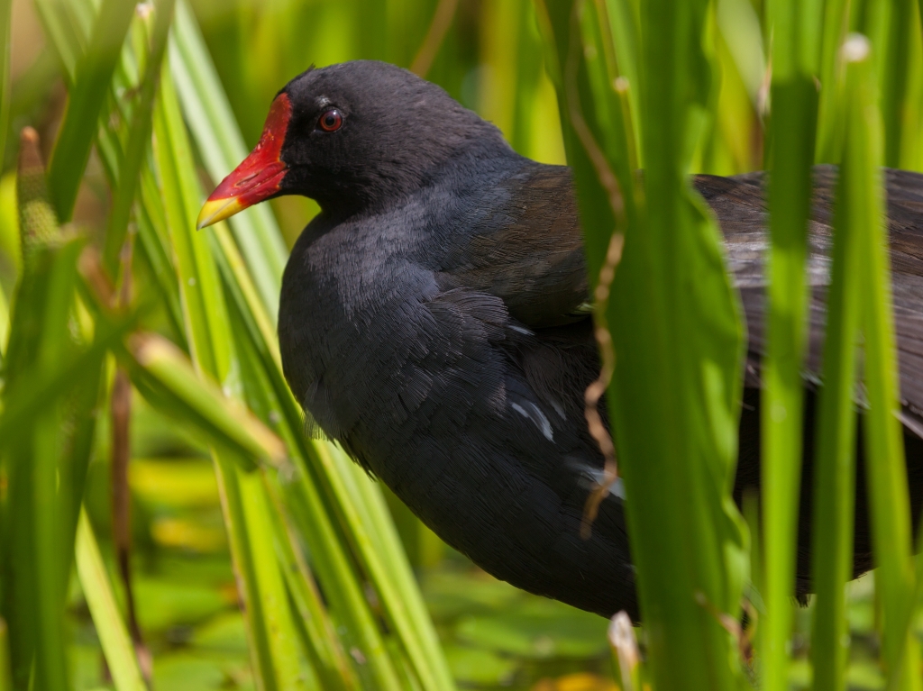 Wildlife Sightings - 28/01/26