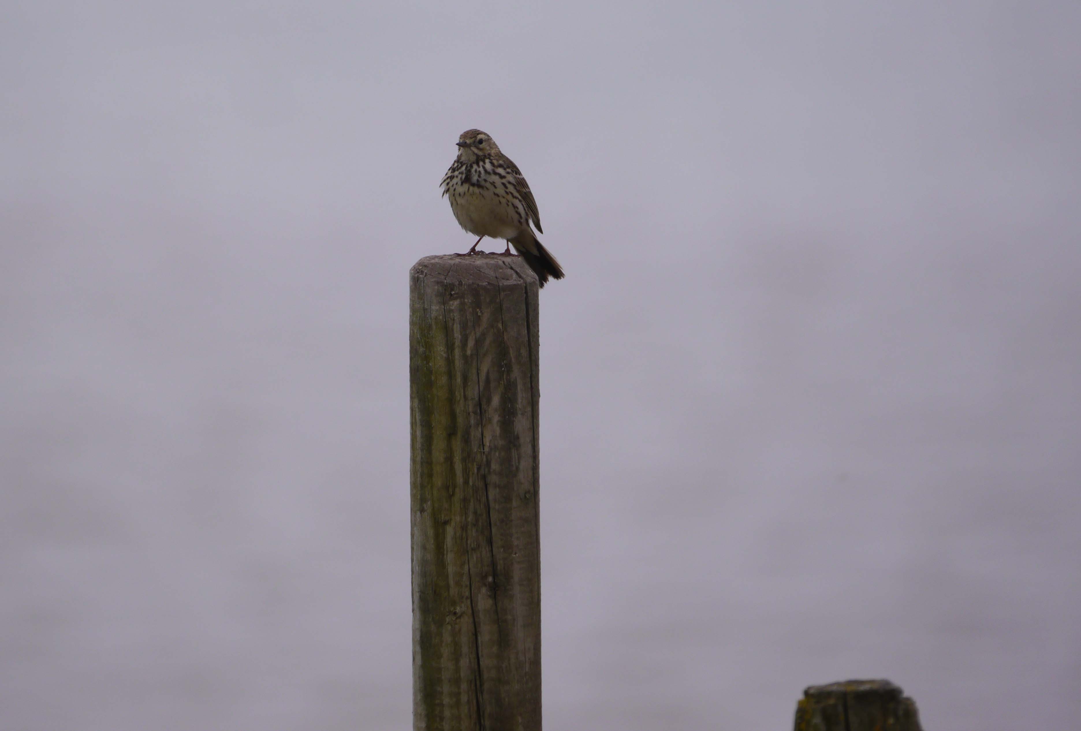 Wildlife Sightings for 18th November 2025