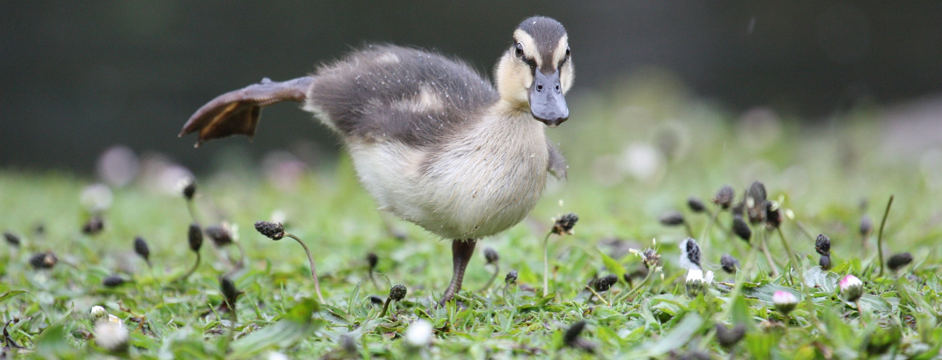 WWT Llanelli Rainy Days