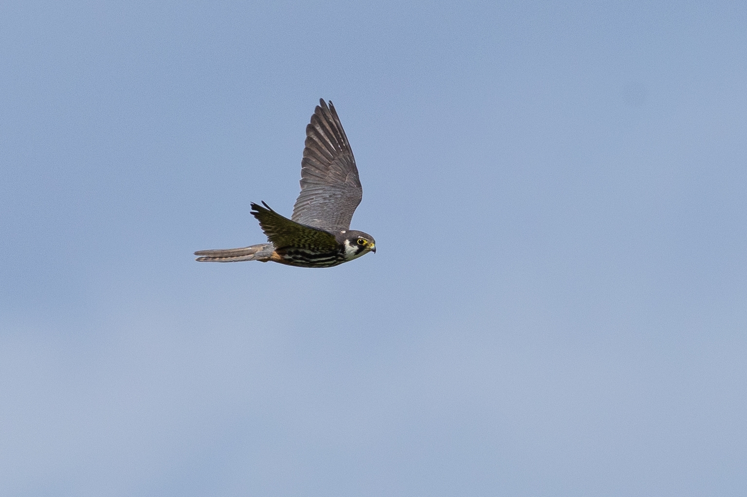 Wildlife sightings for 14th May 2026