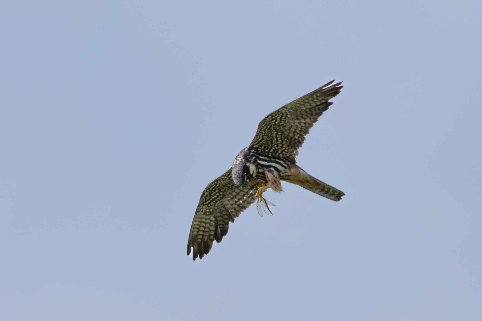 Wildlife Sightings for 19th May 2026