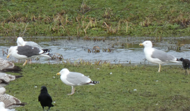 Wildlife Sightings for 11th January 2026