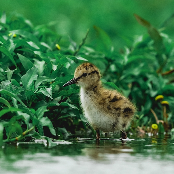 Wildlife Sightings 14/04/26