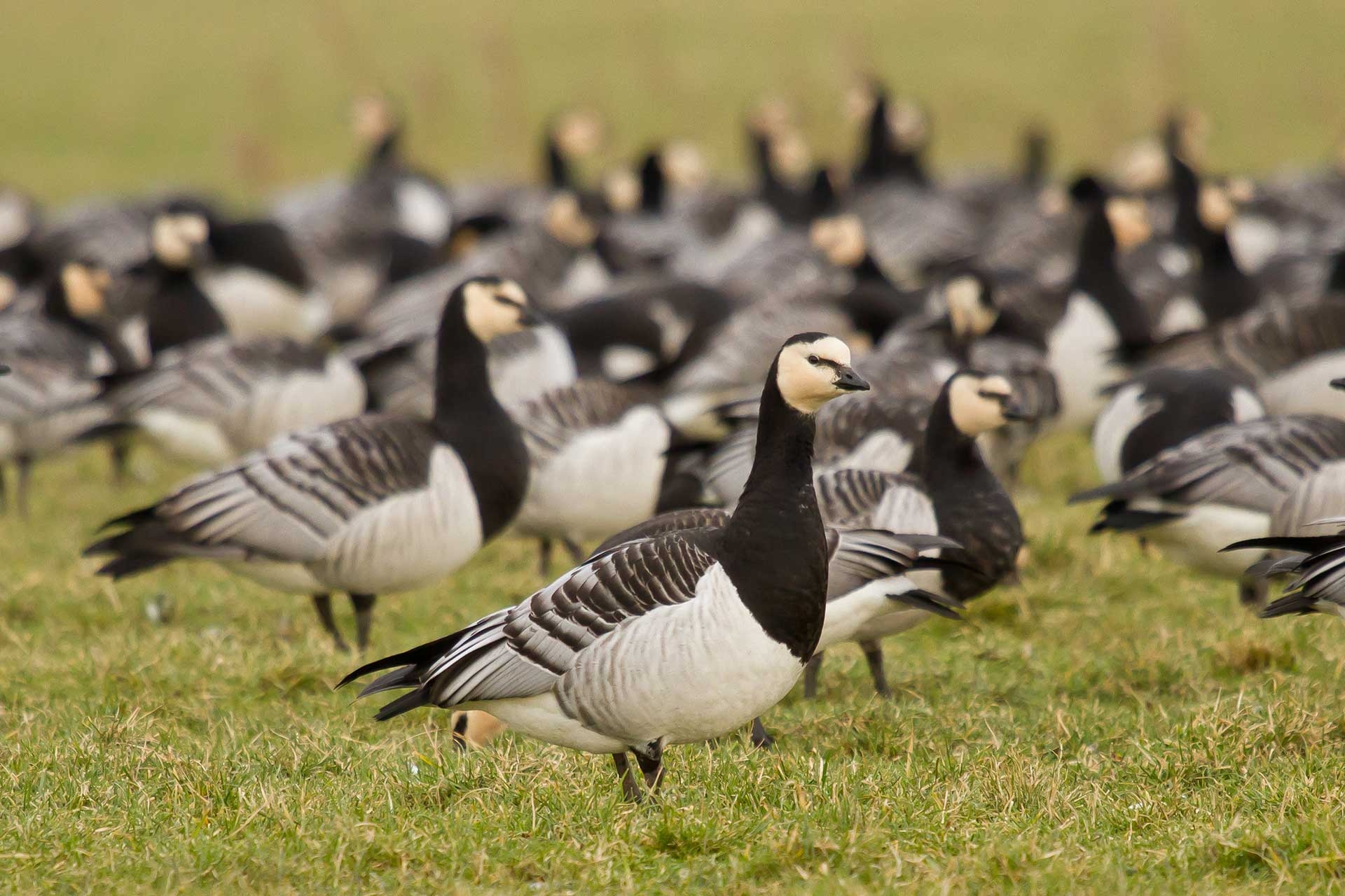 View: Goodbye to the Geese