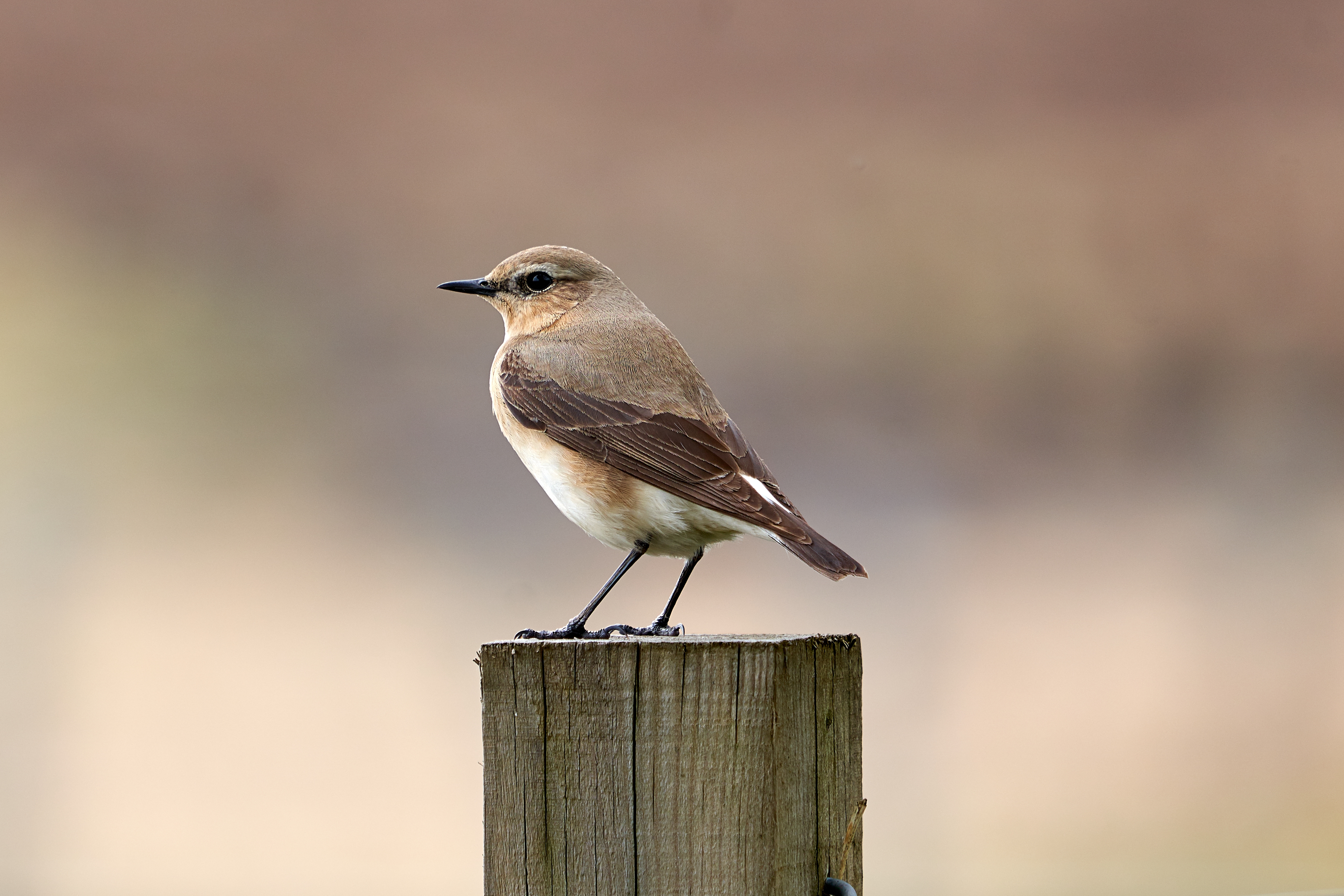Wildlife Sightings for 6th September 2026