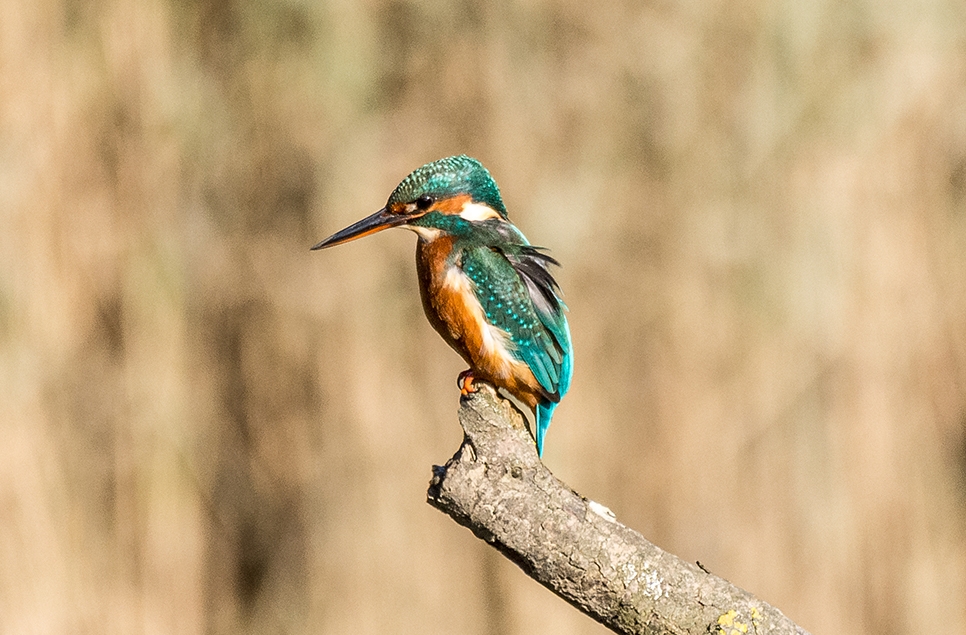 Kingfisher - Ian Henderson cropped 966x635.jpg