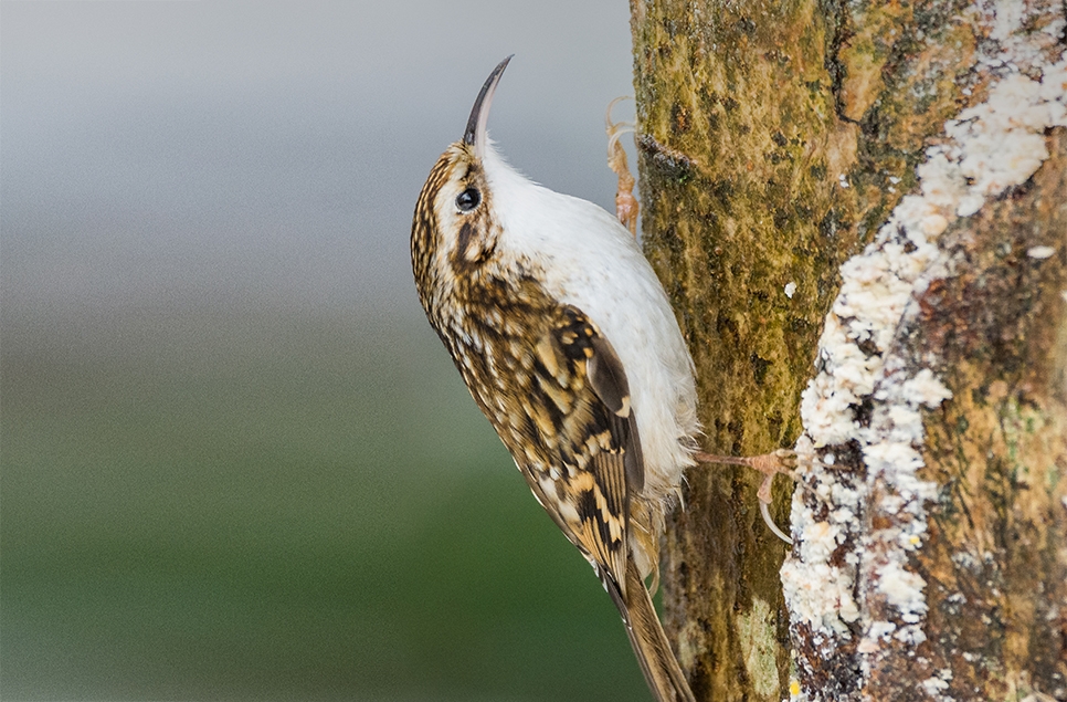 Wildlife sightings 19/01/25