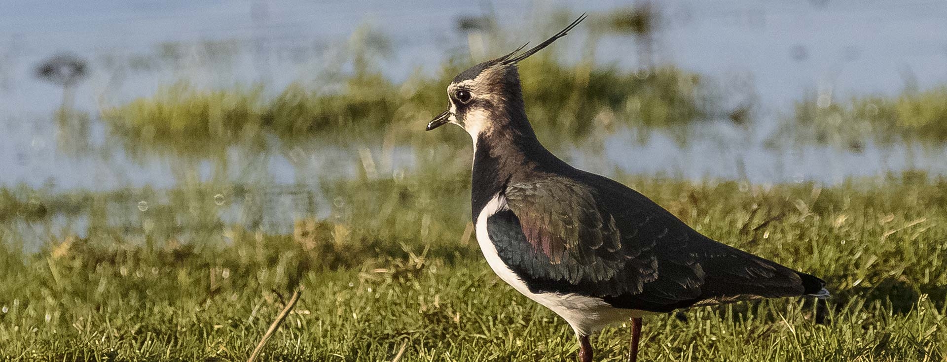 Recent Sightings 13th July 2026