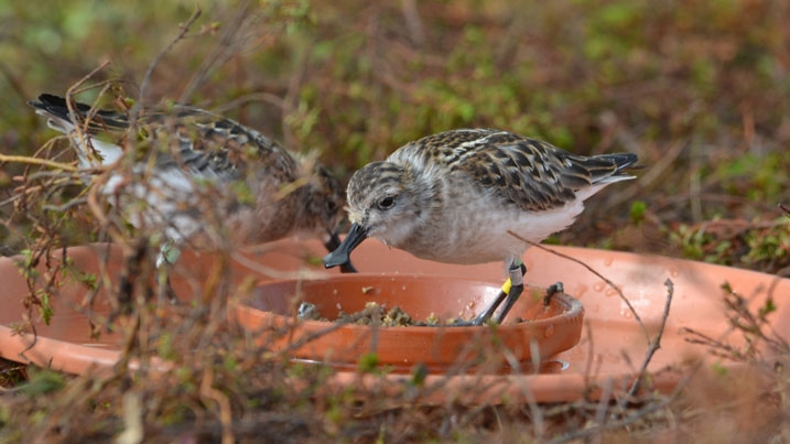 Two spoon-billed-sanpipers feeding in captivity