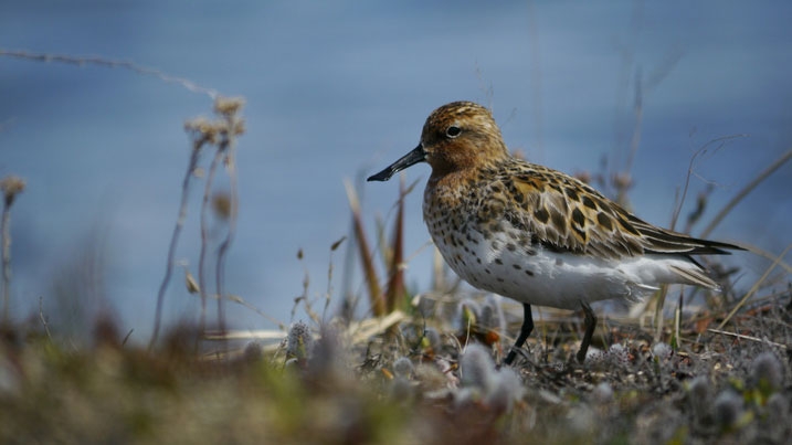 Spoon-billed-sandpiper on the shoreline