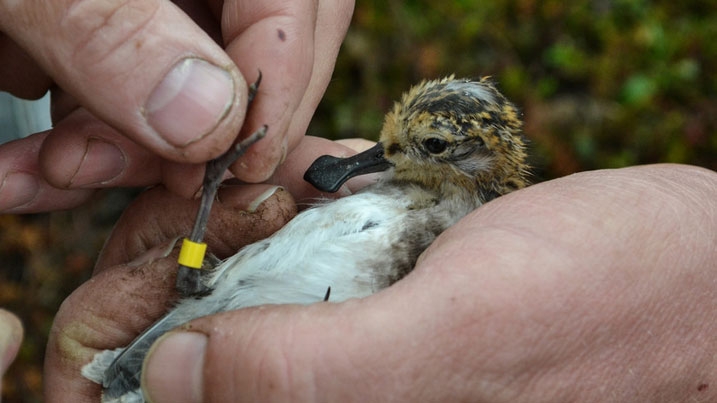 Spoon-billed-sandpiper held by someone attaching a leg ring