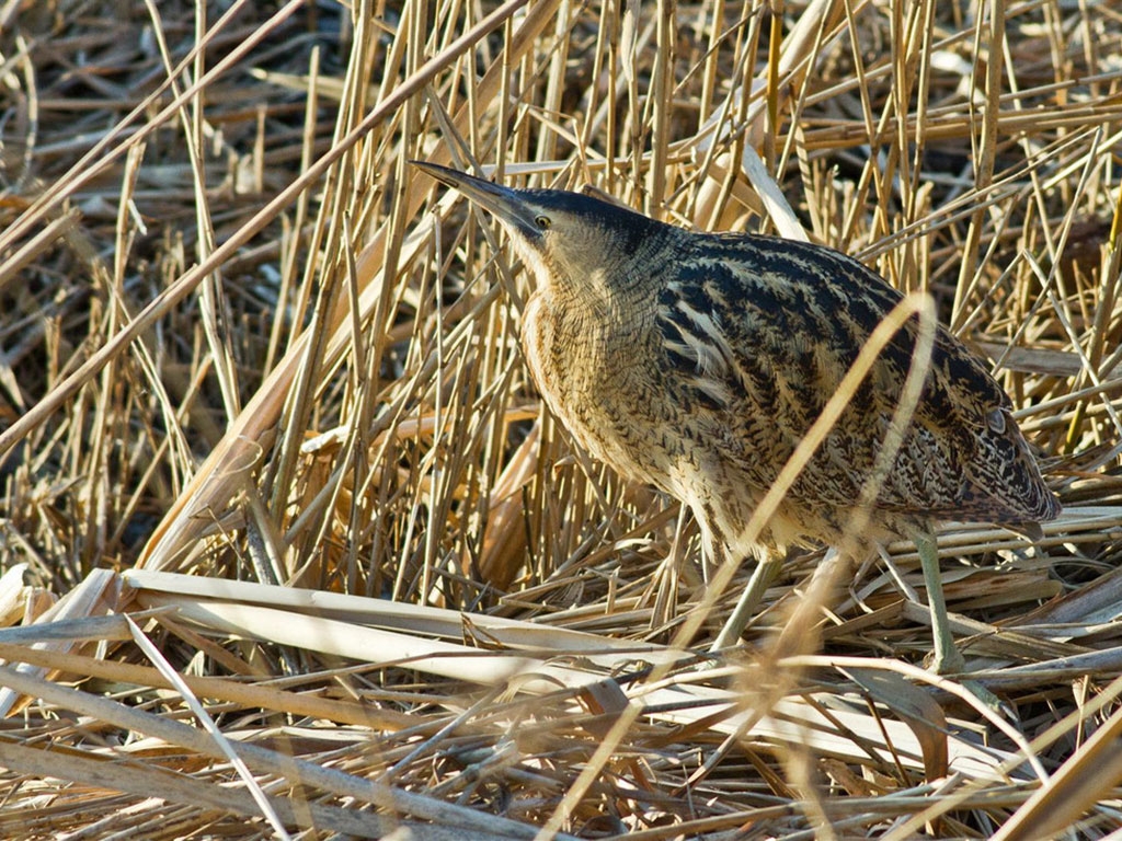 Wildlife sightings for 14th December 2025