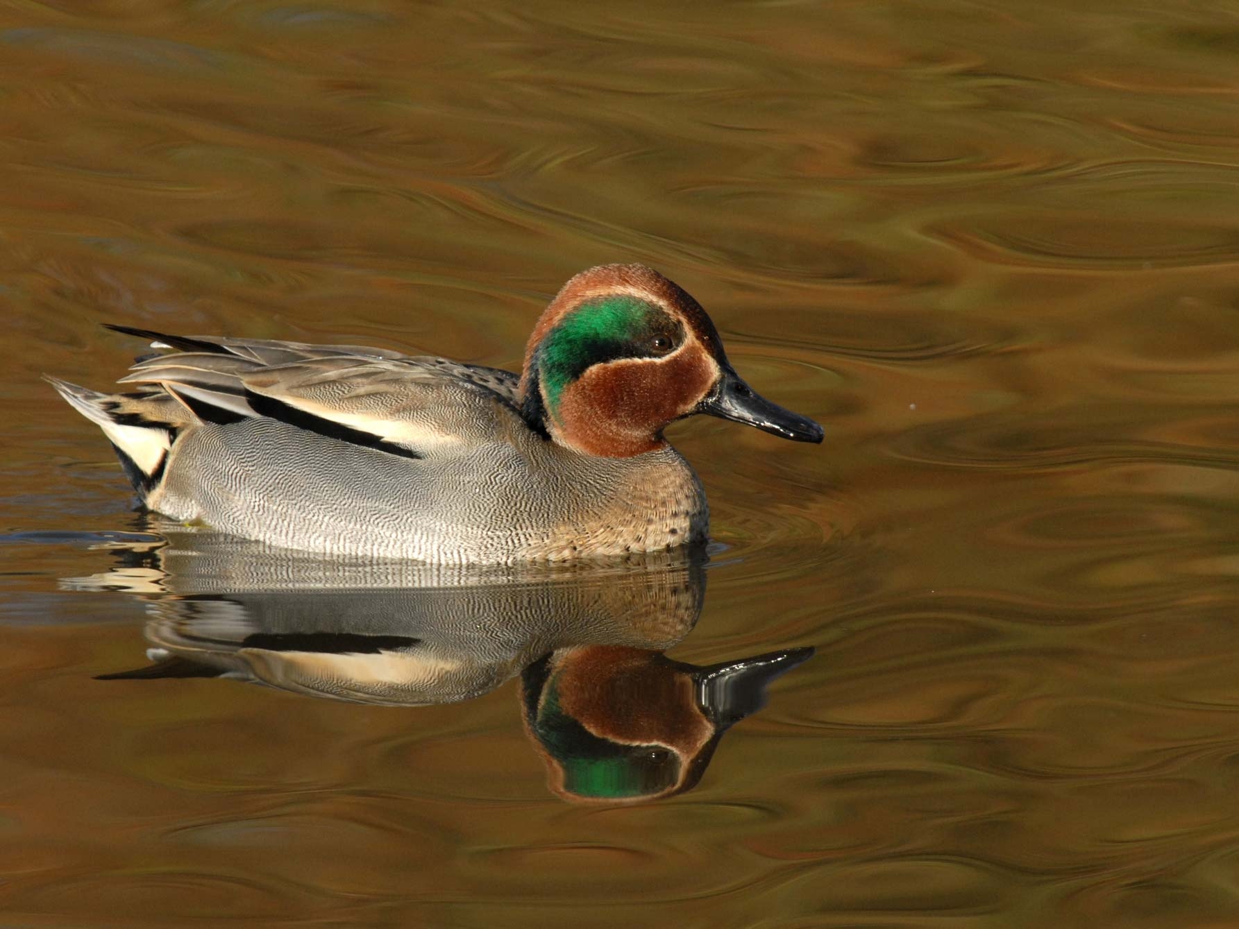 Unlicensed fishing, Curlew Sandpiper, Spoonbill, and great numbers of Black-tailed Godwit