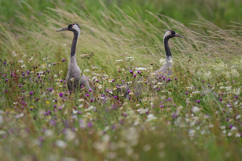 View: 4x4 Photo Safari