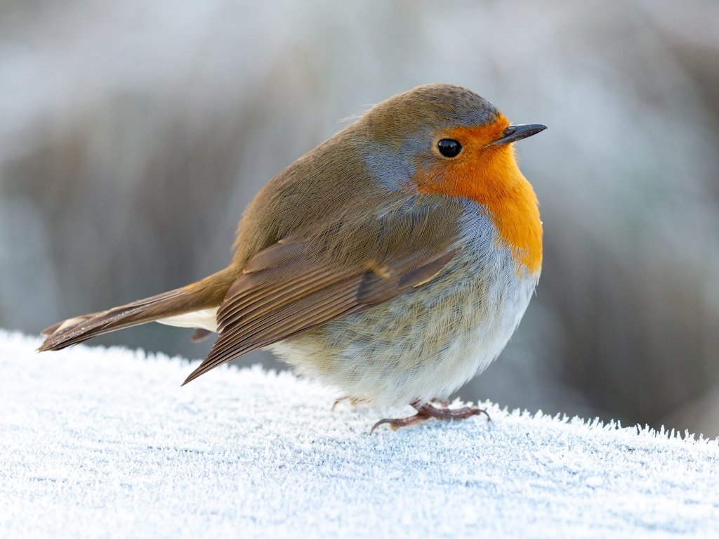 Wildlife Sightings 03/01/2026