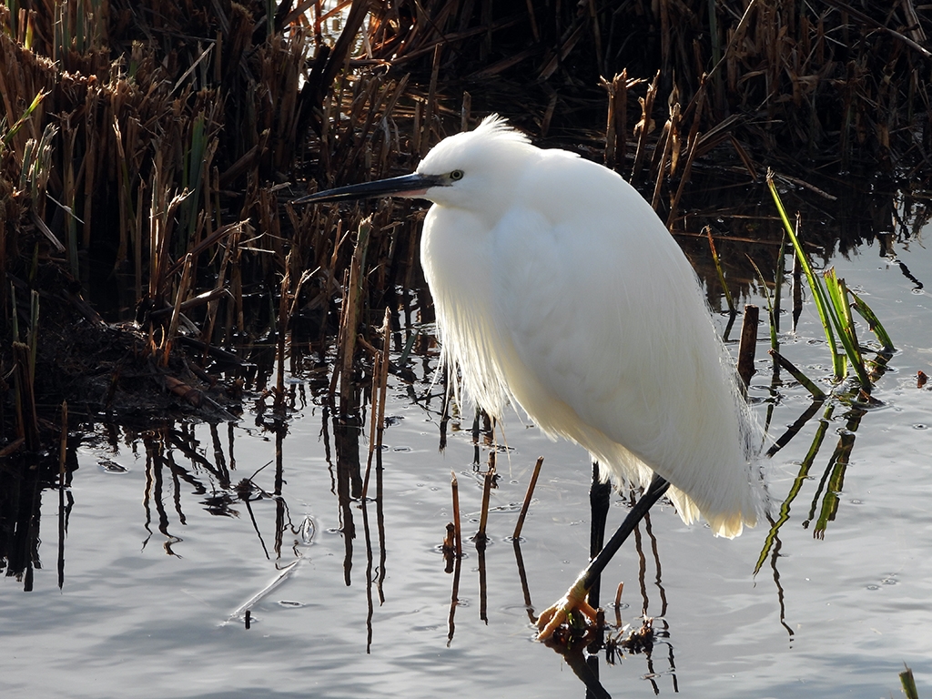 Wildlife Sightings for 21st February 2026