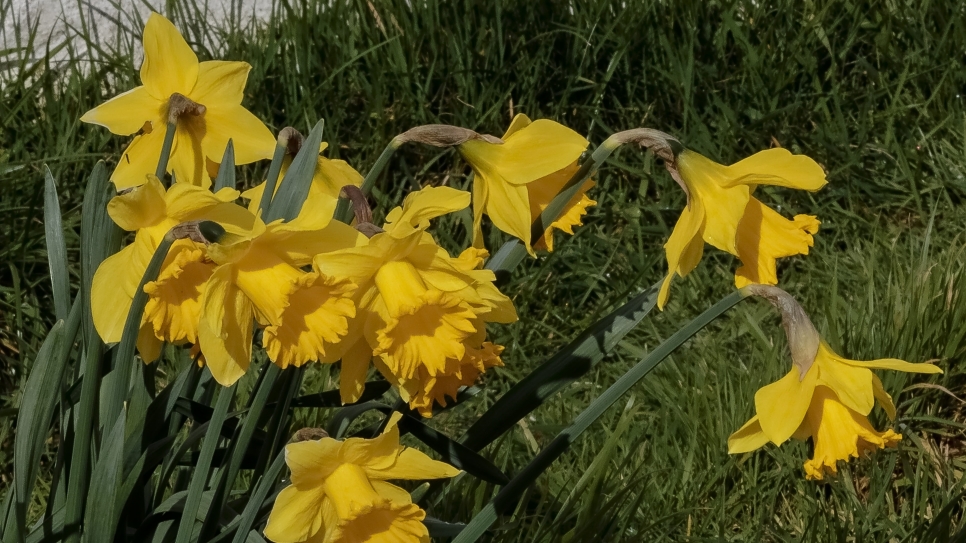 View: Step into Spring: guided walk