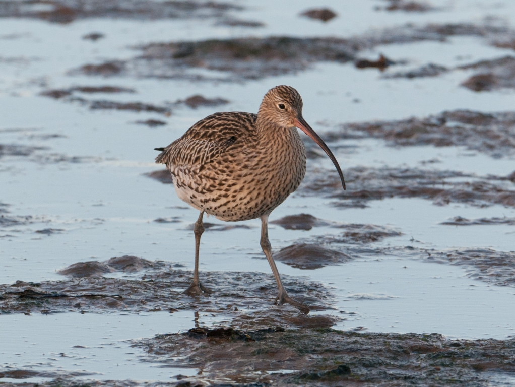 View: Birdwatch Morning