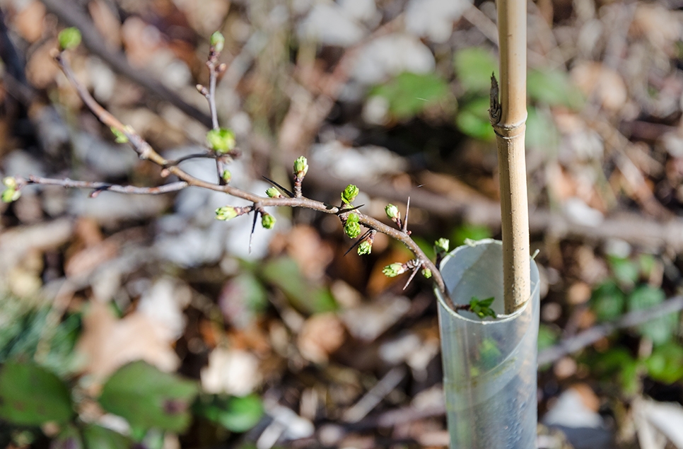 View: Willow tree planting