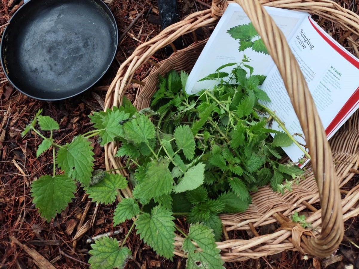 Wetland Wellbeing Workshop- Forest Feast, Nettles and Friends SOLD OUT