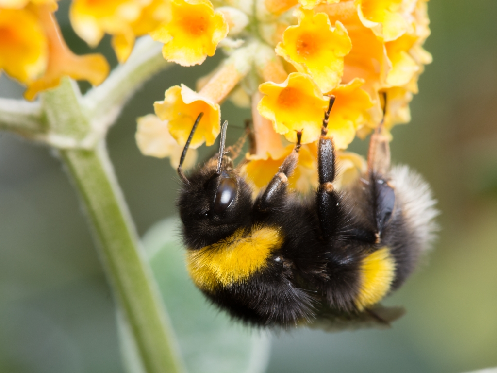 View: Walk With A Warden: June