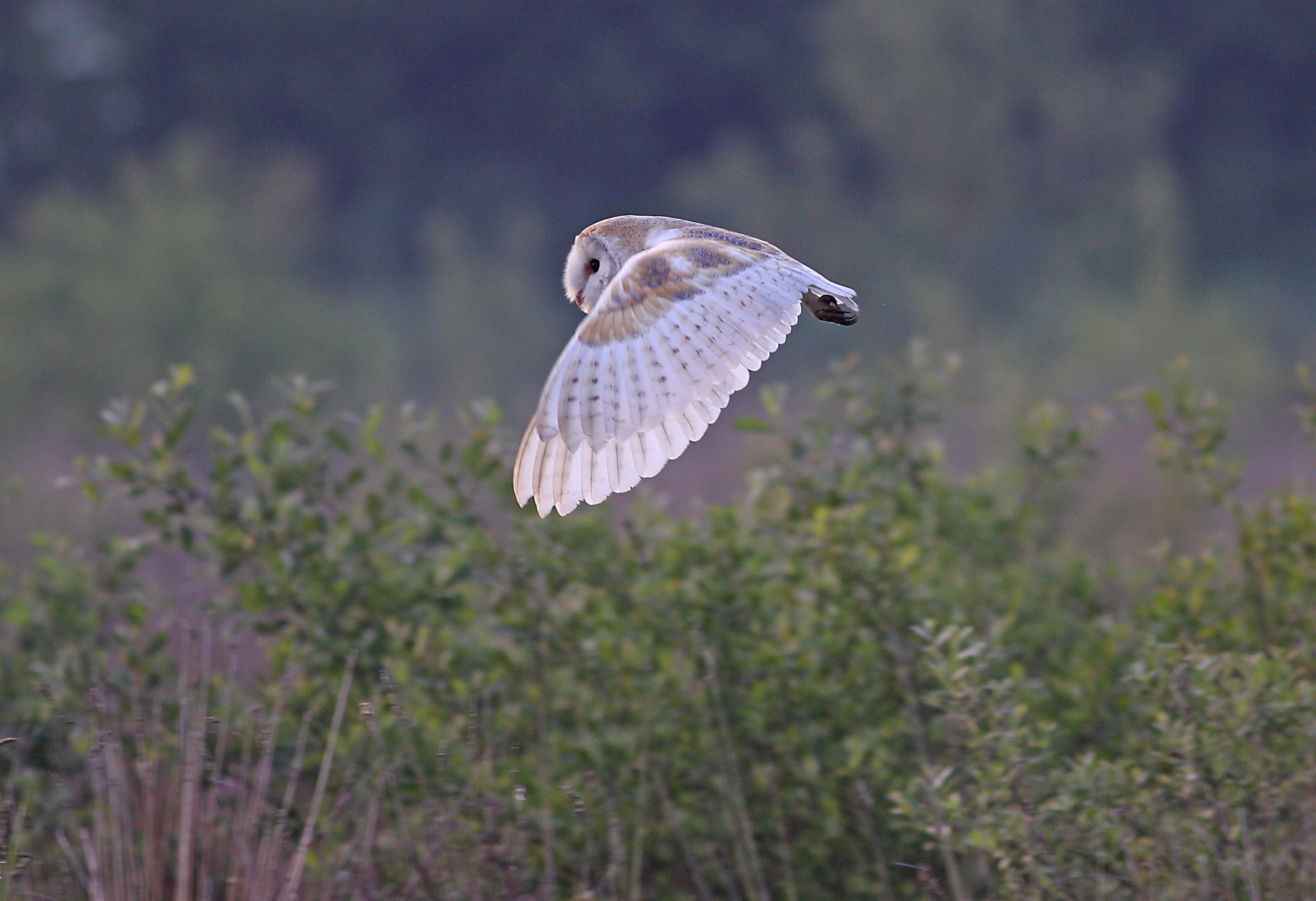 Latest Sightings
