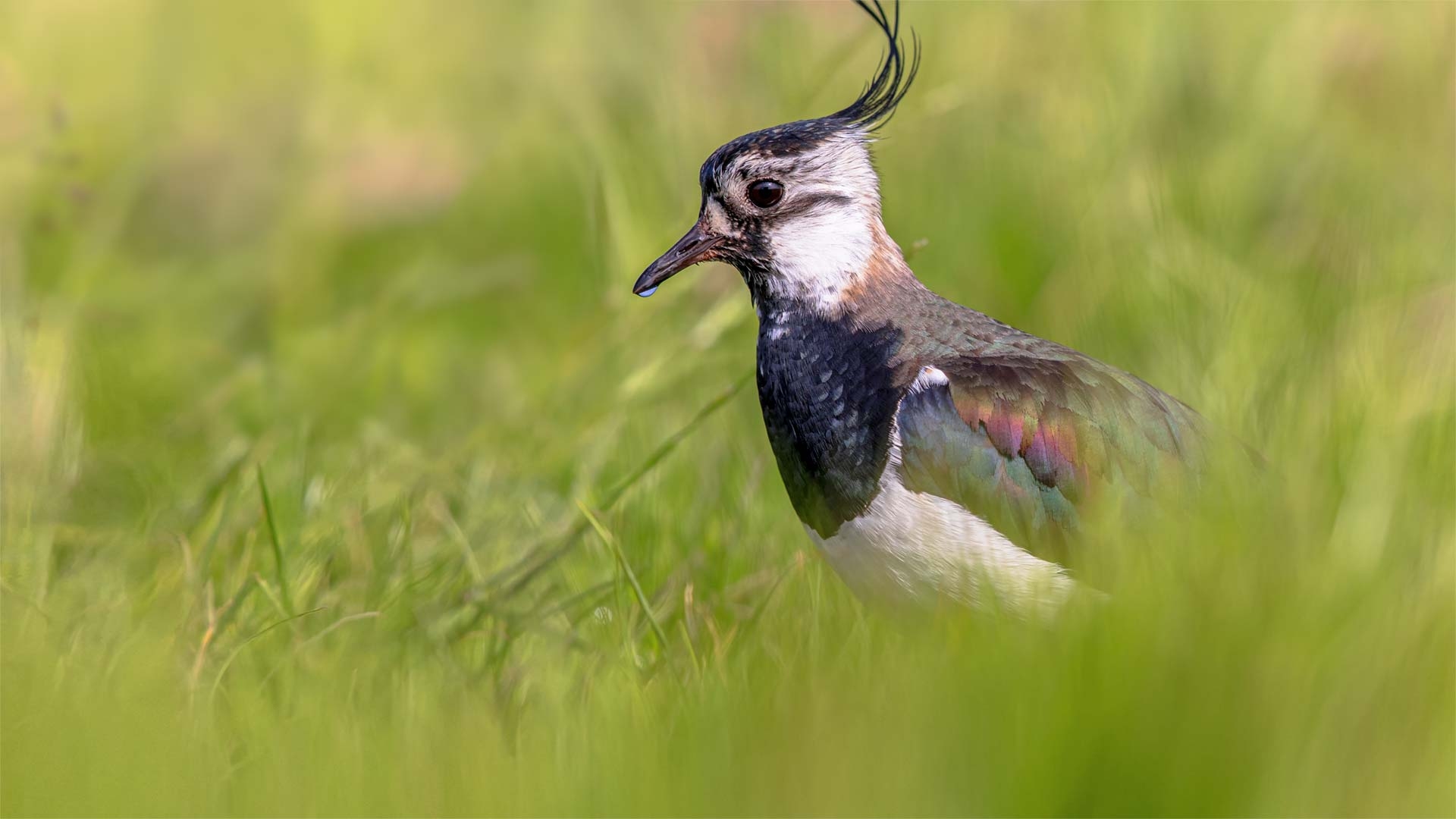 Wildlife Sightings 13/03/2026