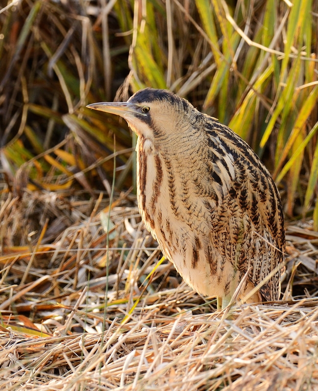 Wildlife Sightings for 25th September 2025
