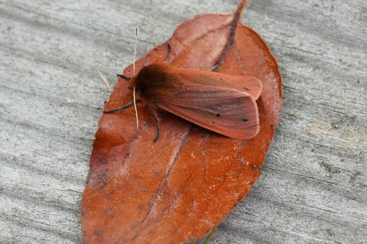 Moth Species List - 13/05/2025