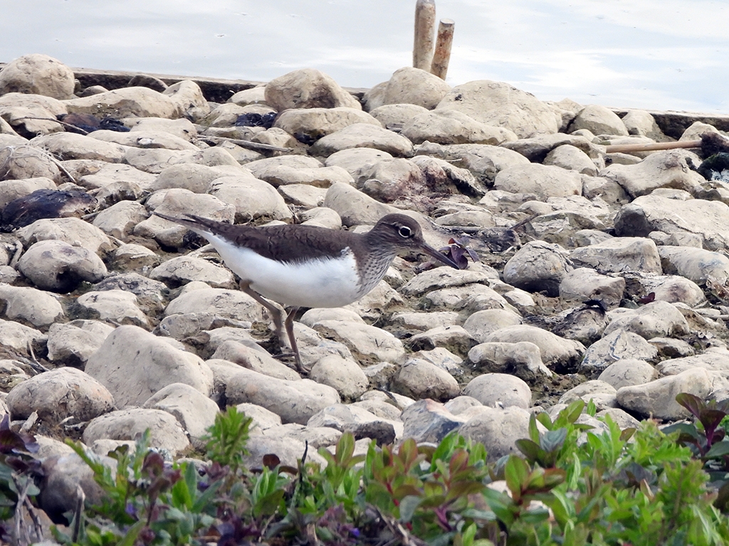 Sand pipers and Lapwing Chicks
