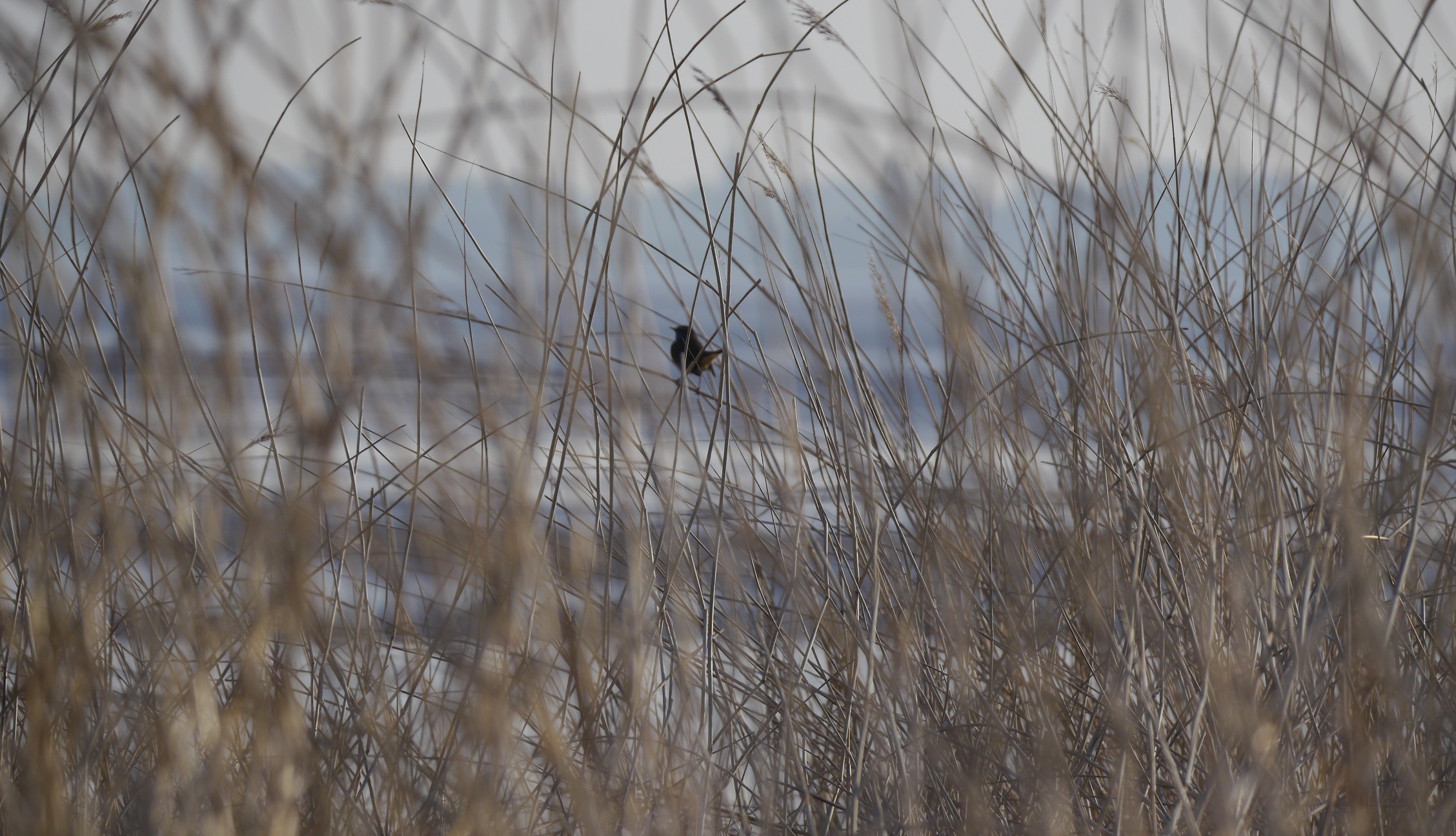 Bluethroat, Middle Point.JPG