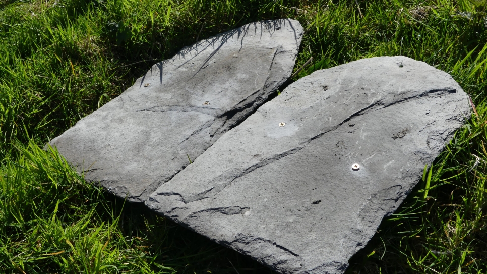 From slate to natterjack bait: Wilder, Wetter Caerlaverock Diaries no. 12