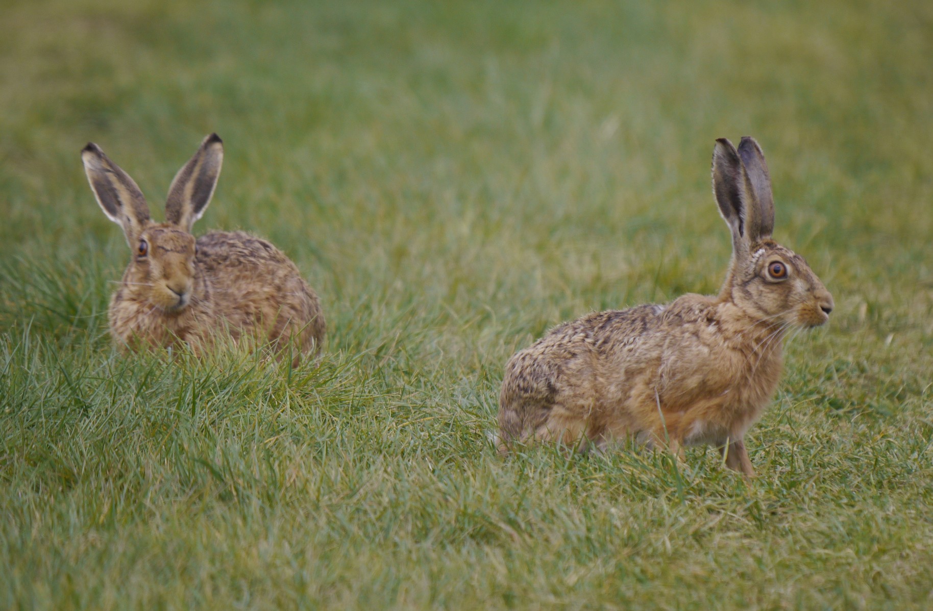 Sightings and news to week ending 11 May