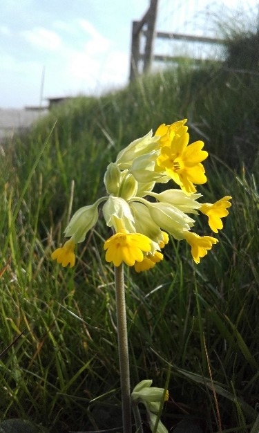 Cowslip.jpg