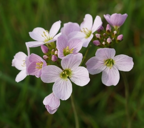Cuckoo_flower.jpg