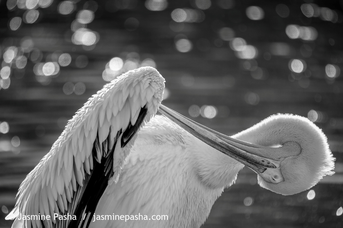 View: Photography in Nature Workshop