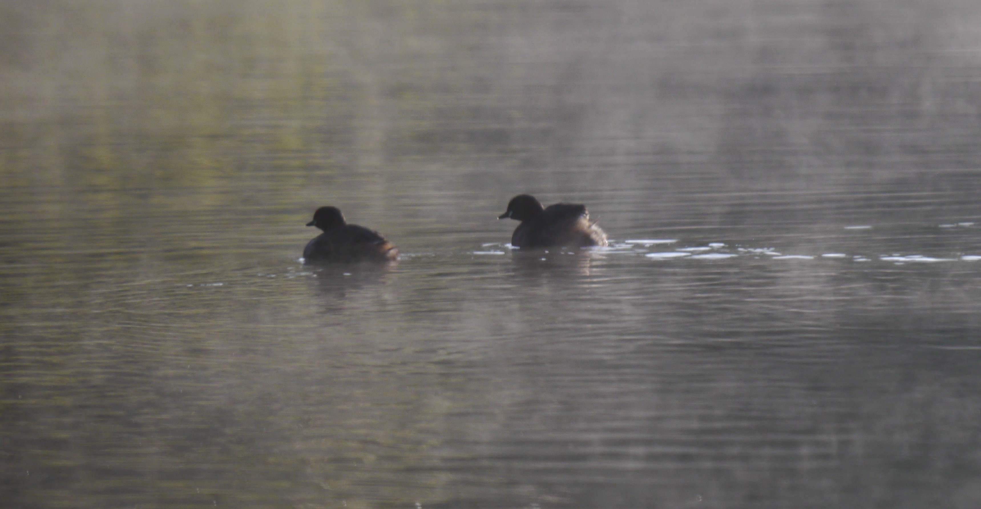 Sightings and news to week ending 25 May