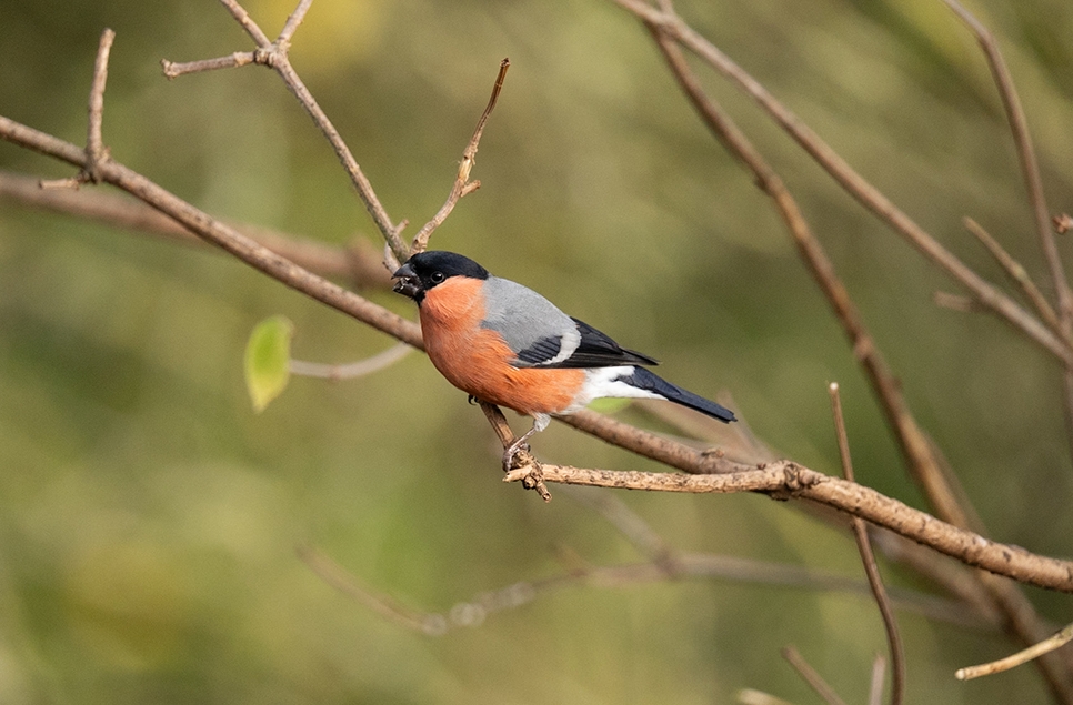 Bullfinch - Owen W - Nov 24 966x635.jpg