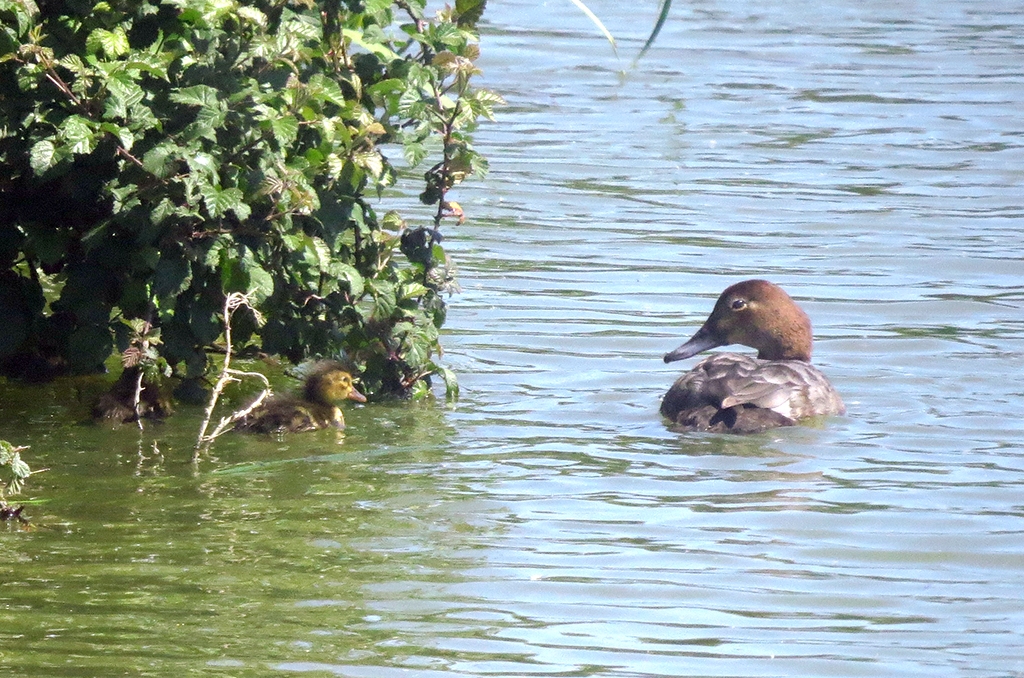 Ducklings, Chicks and Cygnets