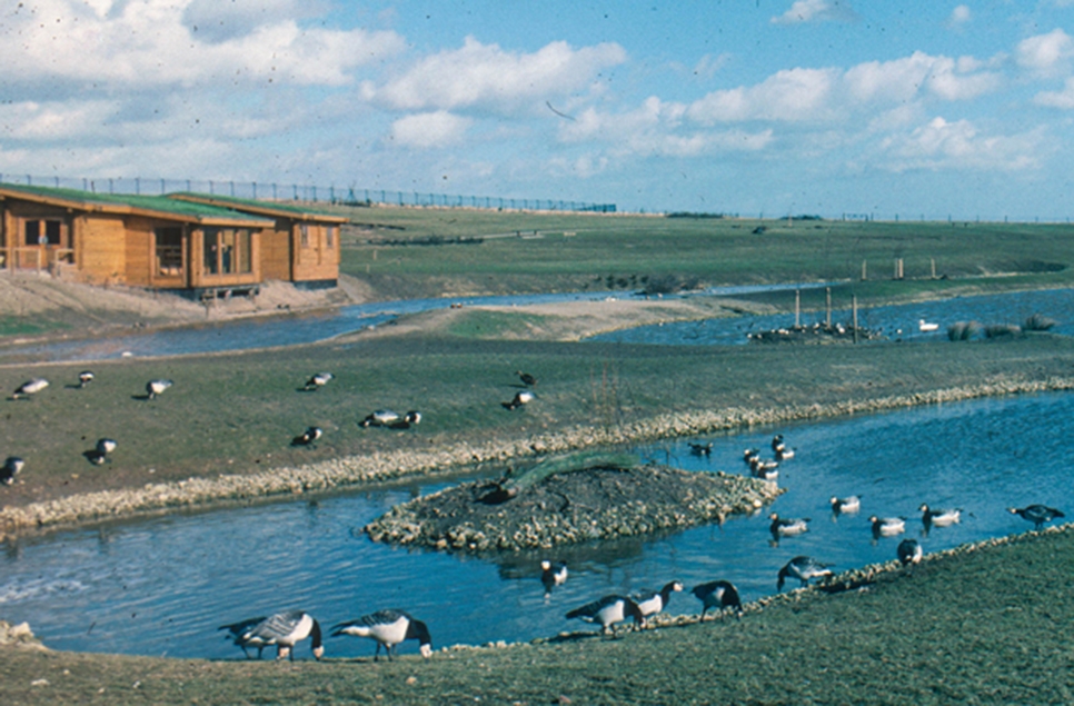 North east's WWT Washington celebrates its 50th birthday