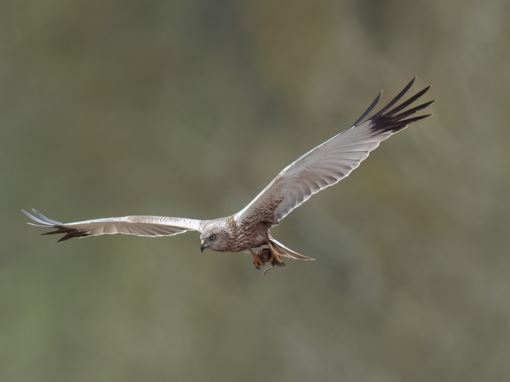 Marsh Harrier with Prey ©Alec PellingFacebook 768x1024.jpg