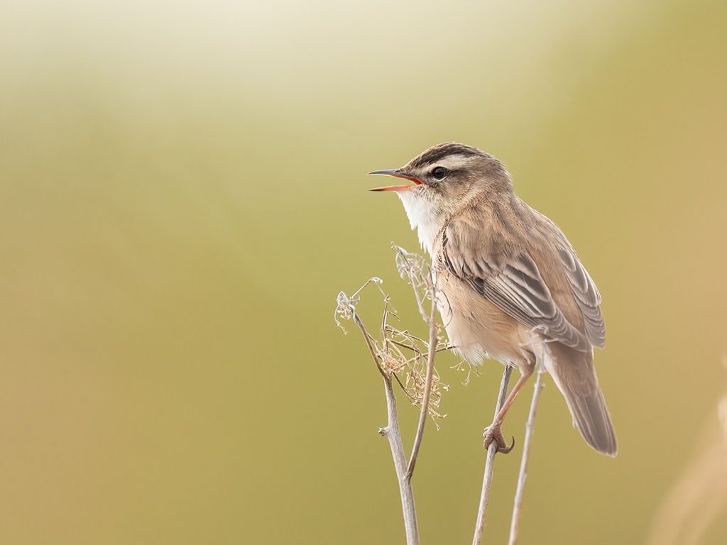 Sedge warbler 2 AR ©Alec PellingFacebook 768x1024.jpg