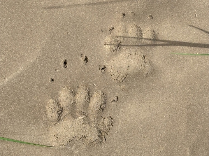 Badger Tracks_Madisyn Pett (2).jpeg