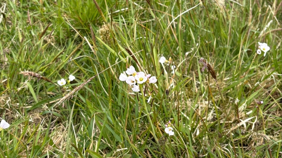 A wander along the summer meadow trail